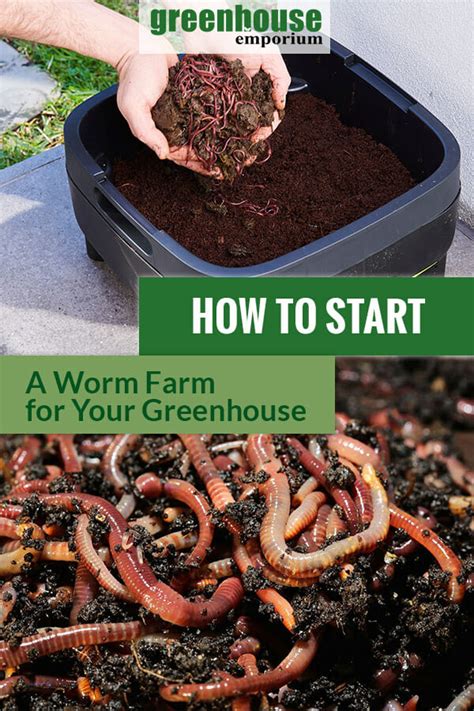Getting Creative with Magic Worm Farm Projects